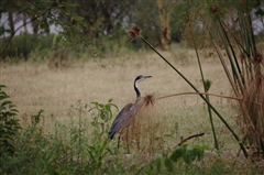 Black-headed Heron