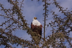 African Fish Eagle