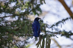 Greater Blue-eared Starling