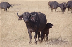 African Buffalo