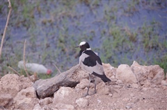 Black-winged Lapwing