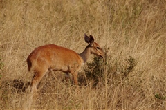 Bushbuck