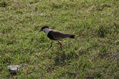 Spur-winged Lapwing