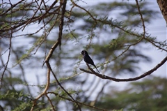 Fork-Tailed Drongo