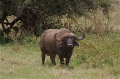 African Buffalo