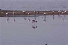 Lesser Flamingo