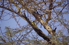 African Black-headed Oriole