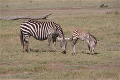 Common Zebra