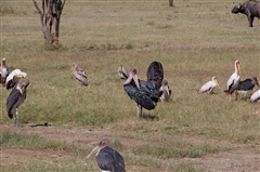 Marabou Stork