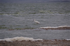 African Spoonbill