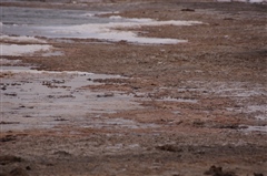 Three-banded Plover