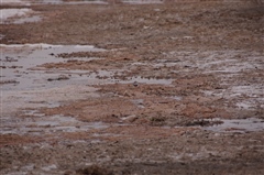 Three-banded Plover