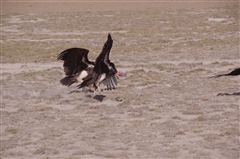 Lappet-faced Vulture