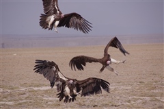 Lappet-faced Vulture