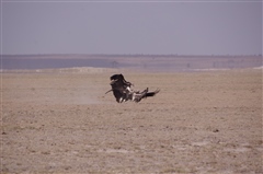 Lappet-faced Vulture