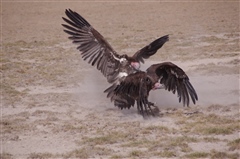 Lappet-faced Vulture