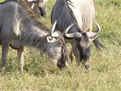 Wildebeest