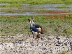 Grey Crowned Crane