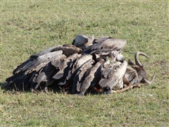 African White-backed Vulture