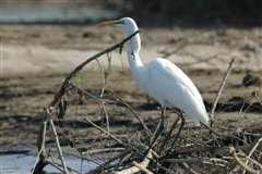 Great Egret